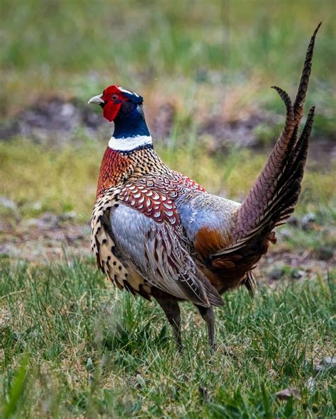 The Majestic Ring Necked Pheasants Of Eastern Washington Kittitas