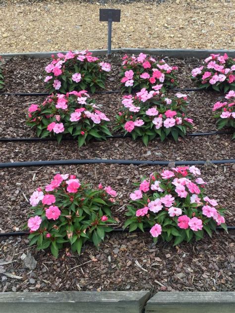 Impatiens Sunpatiens Vigorous Pink Pearl Truck Crops Trial Garden