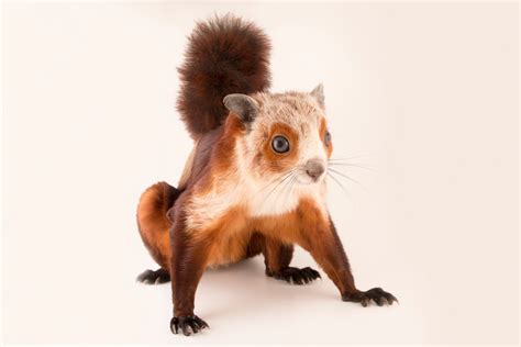 Red And White Giant Flying Squirrel Petaurista Alborufus Joel Sartore