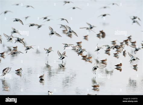 Migraciones De Primavera Fotografías E Imágenes De Alta Resolución Alamy