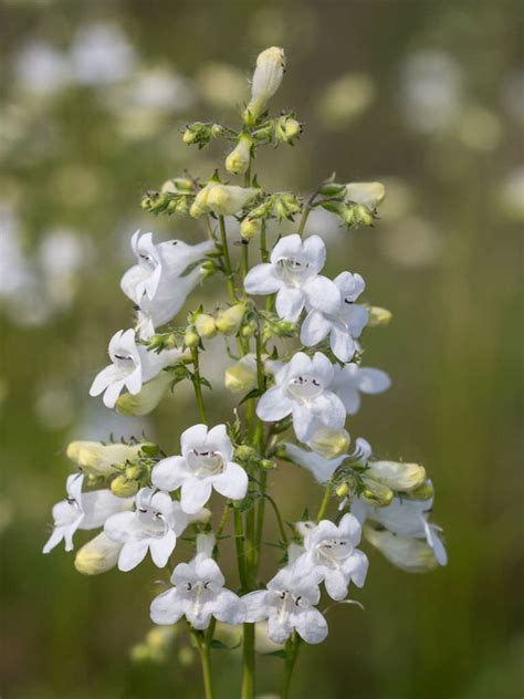 Penstemon Digitalis Foxglove Beardtongue World Of Flowering Plants