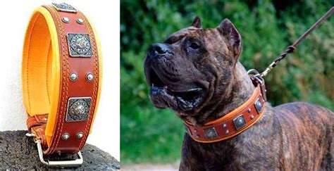 Collares Para Perros Los Mejores Gu A Mascotapro