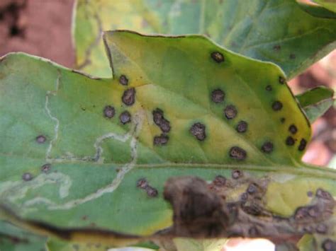 Bacterial Leaf Spot How To Identify And Control This Deadly Plant Disease