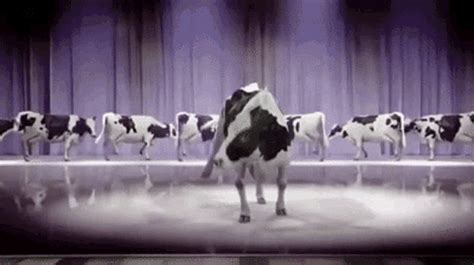 Cows Cow Dancing GIF - Cows Cow CowDancing - Discover & Share GIFs