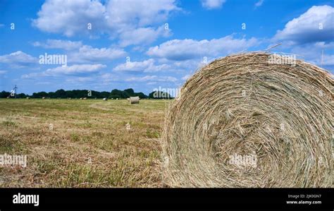 Hay Bale In The Field Round Bale Of Hay Close Up Stock Photo Alamy