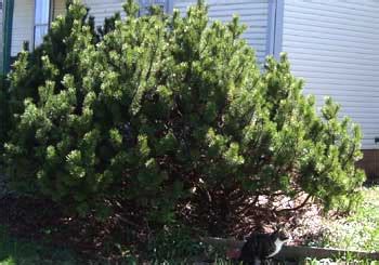 Pruning Your Mugo Pine | Home Garden Companion