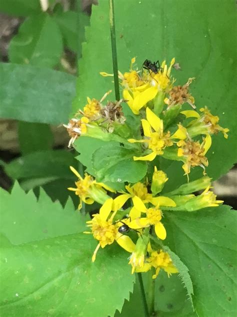 Broad Leaved Goldenrod From 116 Ch D Amour Gatineau QC CA On