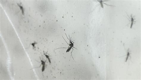 Allarme In Argentina Per Epidemia Dengue Migliaia Di Contagi