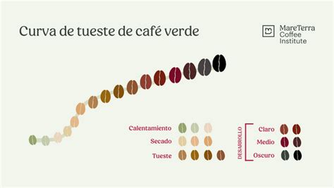 Green Coffee Roasting Curves Mare Terra Coffee