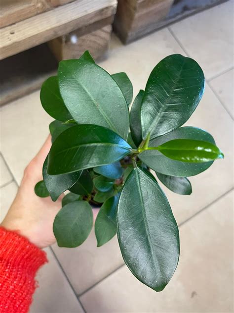 Fikus Ficus Microcarpa Ginseng Fikus T Py