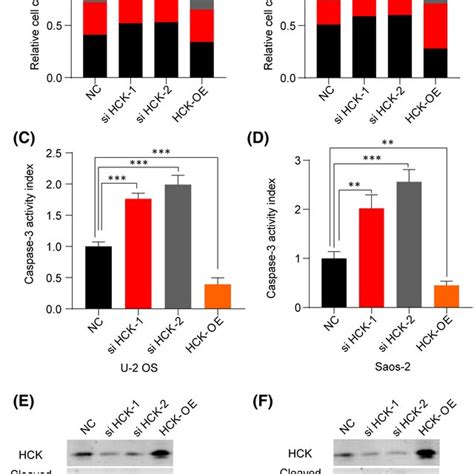 Hck Attenuates Cell Cycle Arrest In And Apoptosis Of Os Cells Ab