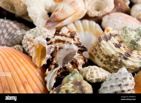 Detail Of Seashells From Around The World Stock Photo Alamy