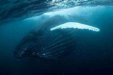 Feeding Humpback Whale Underwater Herring Norway George Karbus