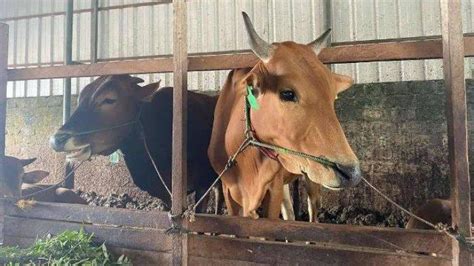 Tiga Golongan Penerima Daging Kurban Idul Adha Berikut Ketentuan