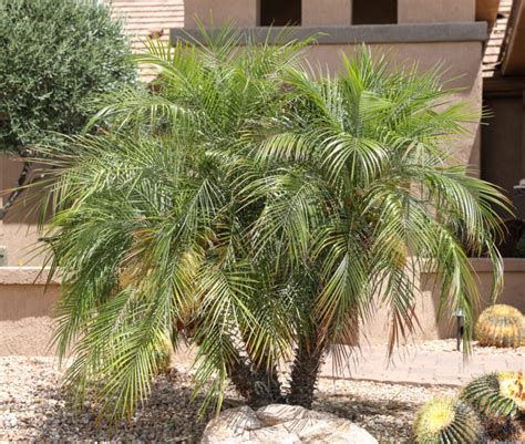 Palm Trees Elgin Nursery And Tree Farm Phoenix Az