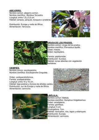 Insectos Pdf