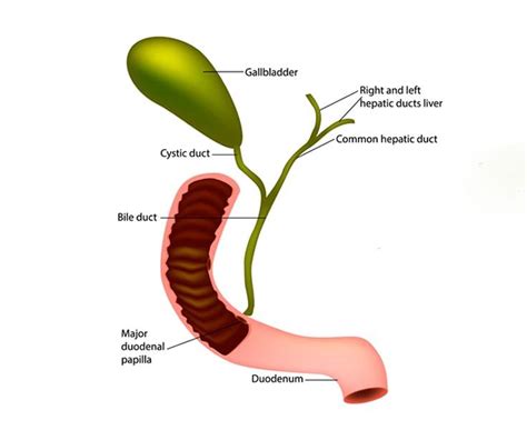 Hepato Pancreato Biliary Doctor In Kolkata Dr Azhar Alam