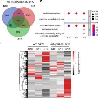 Oshsp B Regulates The Expression Of Genes Related To Reactive Oxygen