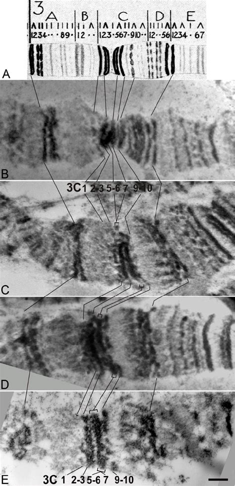 The 3c Region Of The Polytene X Chromosome A Bridges Map B