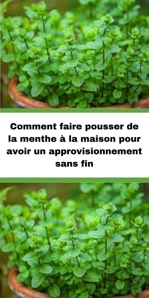 Comment faire pousser de la menthe à la maison pour avoir un