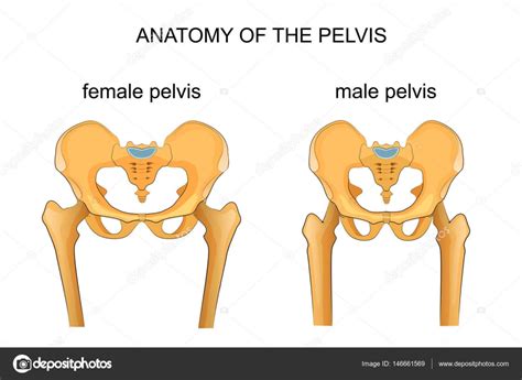 Male And Female Pelvis Comparison