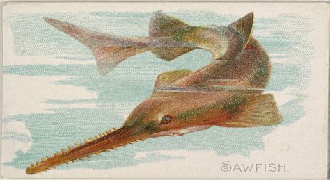 Issued By Allen And Ginter Sawfish From The Fish From American Waters