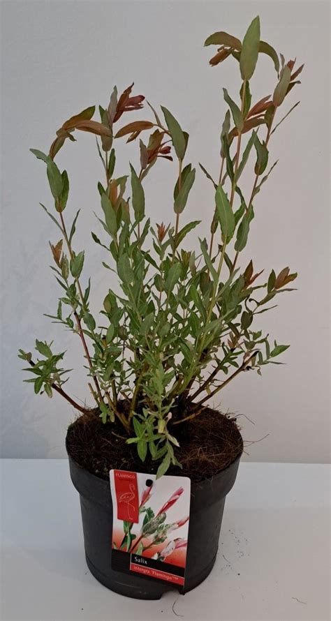 Salix Flamingo 12cm Stewarts Garden Centre