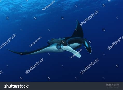 577 Manta ecuador Images, Stock Photos & Vectors | Shutterstock