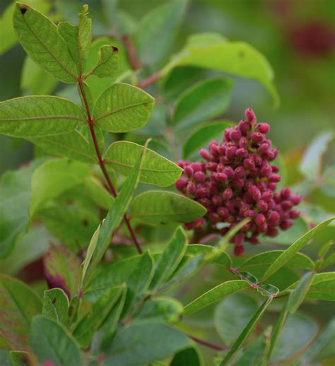 Deep Red Berries Of Winged Sumac Photograph By Mike M Burke Fine Art