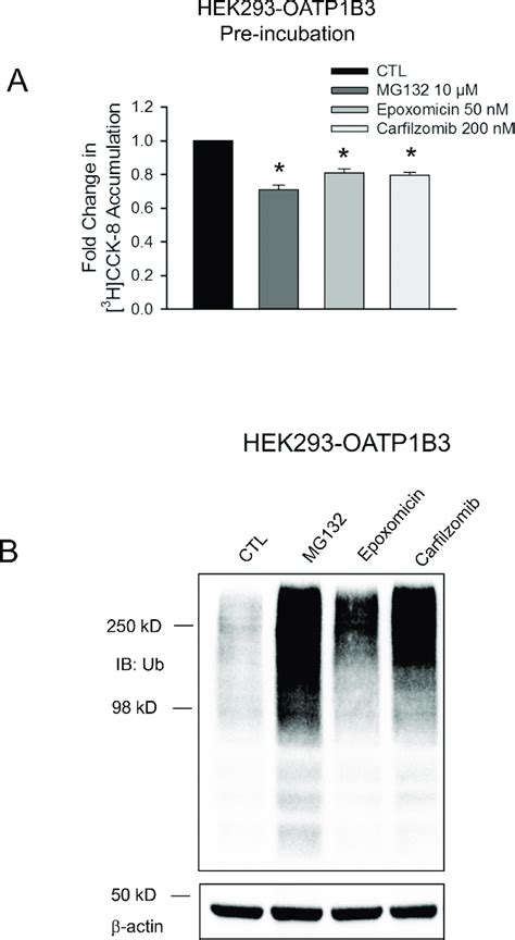 Effects Of Proteasome Inhibitors Mg Epoxomicin And Carfilzomib On