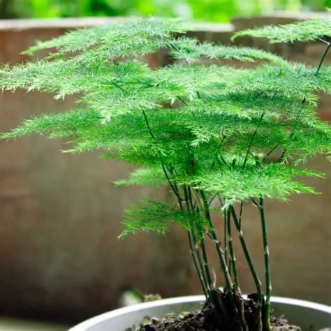 Indoor Asparagus Fern Care Asparagus Ferns How To Grow And Care For