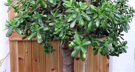 Una Magnifica Succulenta La Crassula Ovata Guida Giardino