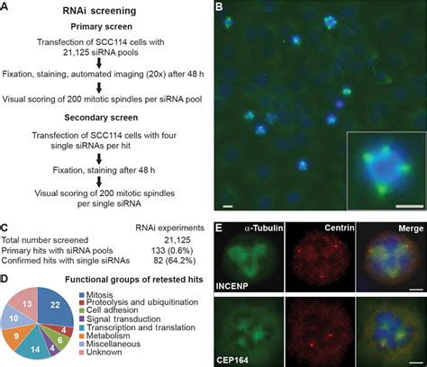 Proteins Required For Centrosome Clustering In Cancer Cells Science