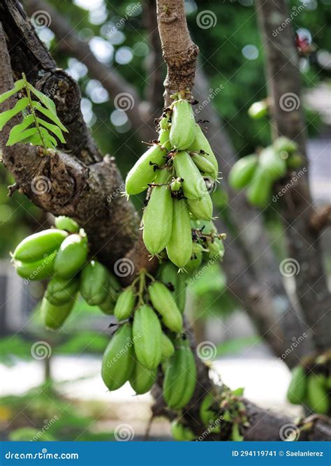 Belimbing Wuluh or Green Bilimbi Fruits Stock Image - Image of nature ...