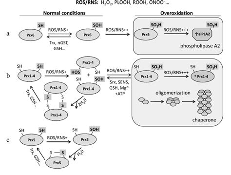 Catalytic Reactions Of Prxs A 11Cys Prx6 B Typical 22Cys Prx114 C