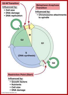 Id Es De Mitose En Biologie Cellulaire Biologie Cycle