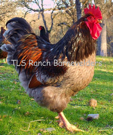 18 Blue Double Laced Barnevelder Project Eggs Backyard Chickens