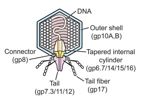 T7 Phage Alchetron The Free Social Encyclopedia