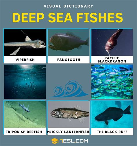 Deep Sea Fish List Of Fish That Live In The Deep Sea With Pictures