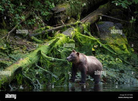 Chichagof Island Bear Hi Res Stock Photography And Images Alamy