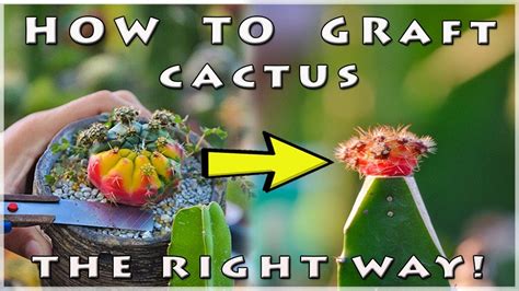 Effective Cactus Grafting Method Youtube