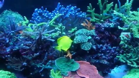 Jacks Reef Tank Youtube