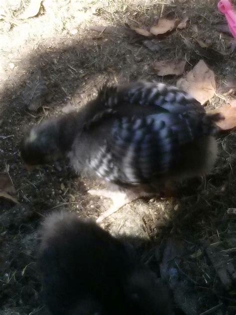 Can Anyone Help Sex My Cuckoo Marans And French Copper Marans Chicks Backyard Chickens