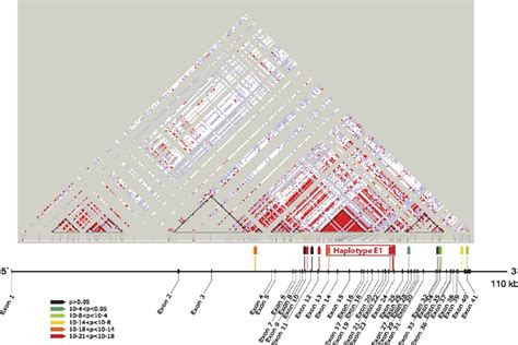 Myh Linkage Disequilibrium And Associations Location And Strength Of