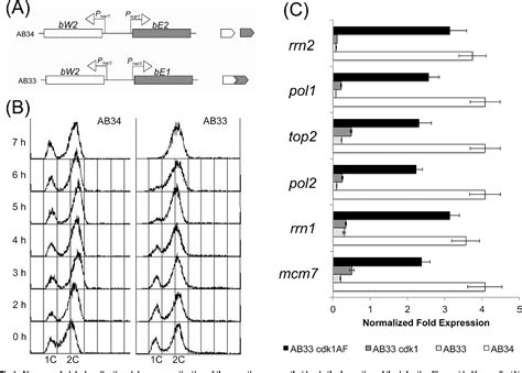 Pdf Mrn And Independent Activation Of The Atr Chk Pathway