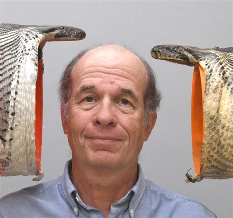 Florida S Invasive Pythons Can Eat Bigger Prey Than We Realized University Of Cincinnati