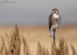 Red Tailed Hawk Perched Taking Off And In Flight Feathered Photography