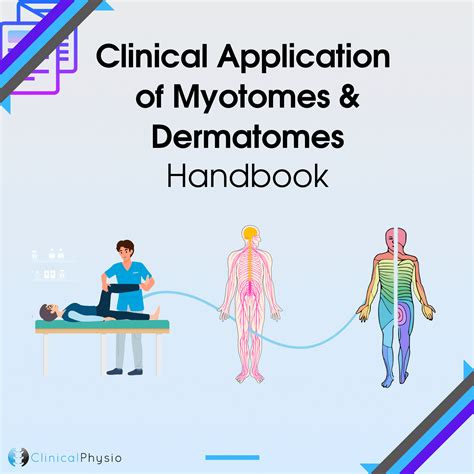 Clinical Application Of Myotomes And Dermatomes Handbook Clinical