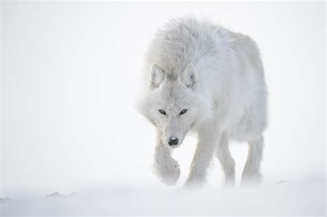 Coloriage loup arctique à imprimer