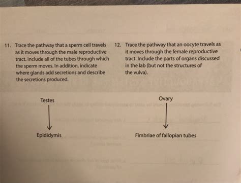 Solved 11 Trace The Pathway That A Sperm Cell Travels As It Chegg